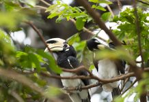 อวานี พลัส เกาะลันตา กระบี่ รีสอร์ท เปิดตัว นกเงือกคู่รักประจำรีสอร์ท พร้อมกิจกรรมใหม่สำหรับผู้รักธรรมชาติ