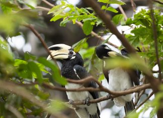 อวานี พลัส เกาะลันตา กระบี่ รีสอร์ท เปิดตัว นกเงือกคู่รักประจำรีสอร์ท พร้อมกิจกรรมใหม่สำหรับผู้รักธรรมชาติ