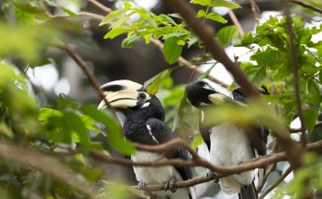 อวานี พลัส เกาะลันตา กระบี่ รีสอร์ท เปิดตัว นกเงือกคู่รักประจำรีสอร์ท พร้อมกิจกรรมใหม่สำหรับผู้รักธรรมชาติ