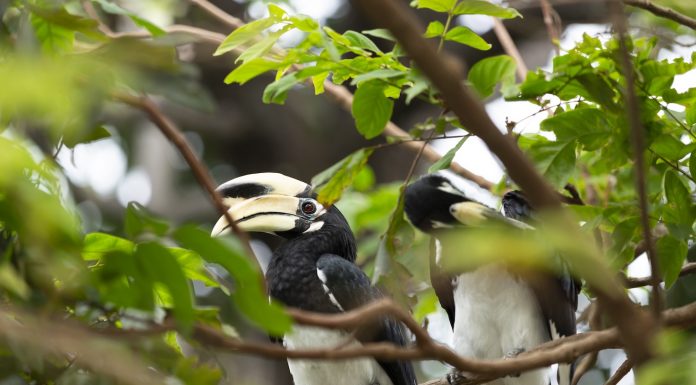 อวานี พลัส เกาะลันตา กระบี่ รีสอร์ท เปิดตัว นกเงือกคู่รักประจำรีสอร์ท พร้อมกิจกรรมใหม่สำหรับผู้รักธรรมชาติ