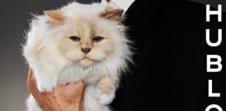 CHOUPETTE แมวผู้โด่งดังและได้รับการดูแลเอาใจใส่อย่างดีมากที่สุดในโลก ขึ้นแท่นเป็นดาวเด่นในแคมเปญฉลองครบรอบ 20 ปีนาฬิกา BIG BANG ของ HUBLOT