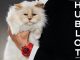 CHOUPETTE แมวผู้โด่งดังและได้รับการดูแลเอาใจใส่อย่างดีมากที่สุดในโลก ขึ้นแท่นเป็นดาวเด่นในแคมเปญฉลองครบรอบ 20 ปีนาฬิกา BIG BANG ของ HUBLOT