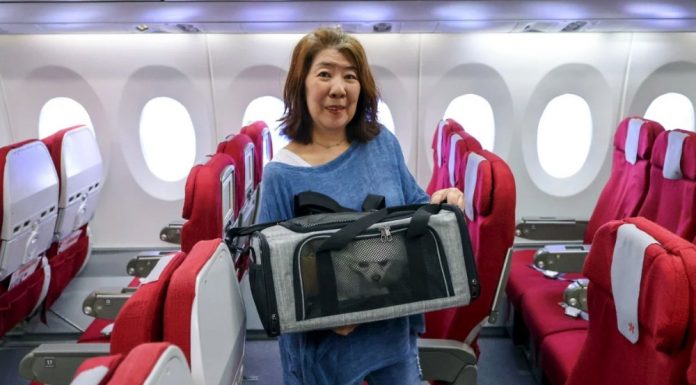 “พาสัตว์เลี้ยงขึ้นเครื่อง” เทรนด์ใหม่สายการบินฮ่องกงยอดจองพุ่งสูง