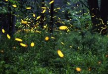 นักวิทยาศาสตร์เผย ไฟถนน สารเคมี และโลกร้อน กำลังฆ่าหิ่งห้อยอย่างช้าๆ และเราอาจเป็นรุ่นสุดท้ายที่ได้เห็น