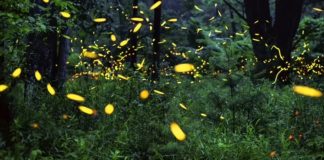 นักวิทยาศาสตร์เผย ไฟถนน สารเคมี และโลกร้อน กำลังฆ่าหิ่งห้อยอย่างช้าๆ และเราอาจเป็นรุ่นสุดท้ายที่ได้เห็น