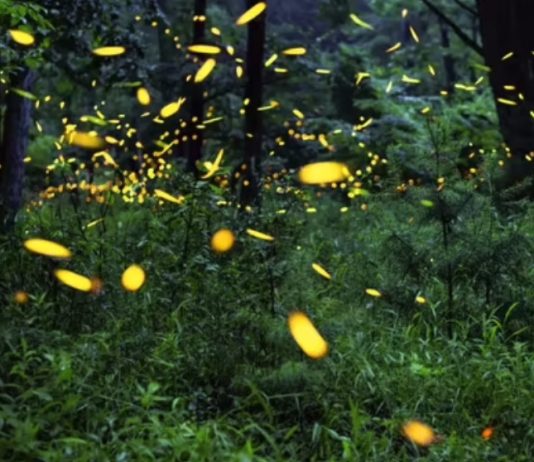 นักวิทยาศาสตร์เผย ไฟถนน สารเคมี และโลกร้อน กำลังฆ่าหิ่งห้อยอย่างช้าๆ และเราอาจเป็นรุ่นสุดท้ายที่ได้เห็น