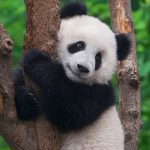 จีนเร่งสร้างเครือข่ายอุทยานแห่งชาติ ใหญ่ที่สุดในโลกภายในปี 2035