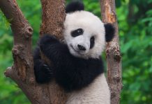 จีนเร่งสร้างเครือข่ายอุทยานแห่งชาติ ใหญ่ที่สุดในโลกภายในปี 2035