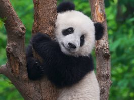 จีนเร่งสร้างเครือข่ายอุทยานแห่งชาติ ใหญ่ที่สุดในโลกภายในปี 2035