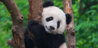 จีนเร่งสร้างเครือข่ายอุทยานแห่งชาติ ใหญ่ที่สุดในโลกภายในปี 2035