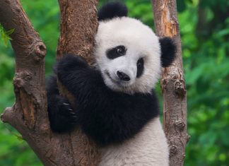 จีนเร่งสร้างเครือข่ายอุทยานแห่งชาติ ใหญ่ที่สุดในโลกภายในปี 2035