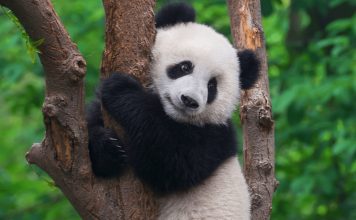 จีนเร่งสร้างเครือข่ายอุทยานแห่งชาติ ใหญ่ที่สุดในโลกภายในปี 2035