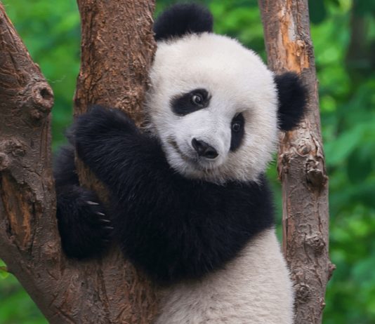 จีนเร่งสร้างเครือข่ายอุทยานแห่งชาติ ใหญ่ที่สุดในโลกภายในปี 2035