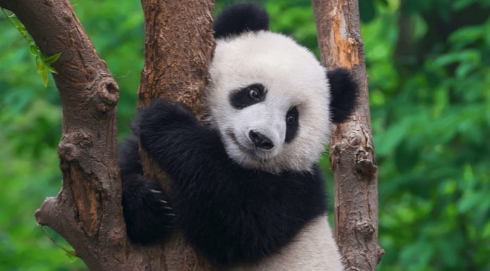 จีนเร่งสร้างเครือข่ายอุทยานแห่งชาติ ใหญ่ที่สุดในโลกภายในปี 2035