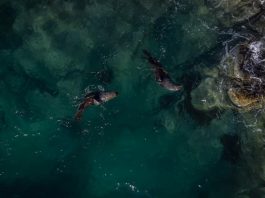 NASA เผยสีมหาสมุทรกำลังเปลี่ยน สัญญาณชีวภาพจากทะเลลึก ผลจากภาวะโลกร้อน