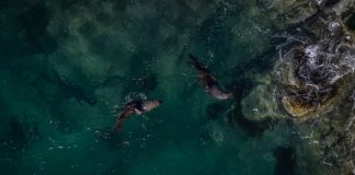 NASA เผยสีมหาสมุทรกำลังเปลี่ยน สัญญาณชีวภาพจากทะเลลึก ผลจากภาวะโลกร้อน