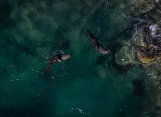 NASA เผยสีมหาสมุทรกำลังเปลี่ยน สัญญาณชีวภาพจากทะเลลึก ผลจากภาวะโลกร้อน