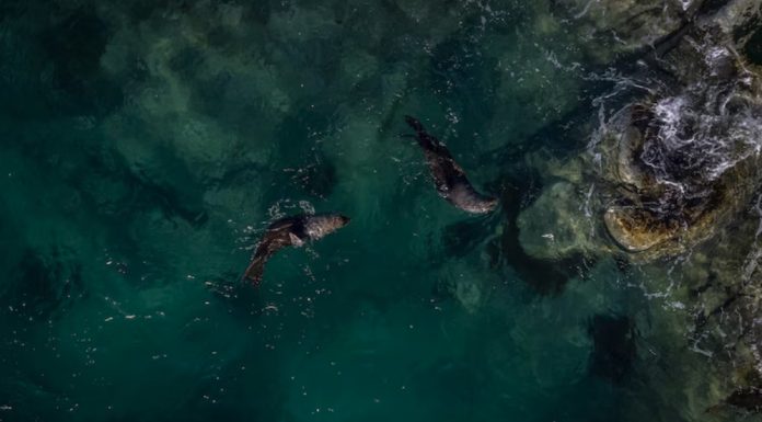 NASA เผยสีมหาสมุทรกำลังเปลี่ยน สัญญาณชีวภาพจากทะเลลึก ผลจากภาวะโลกร้อน