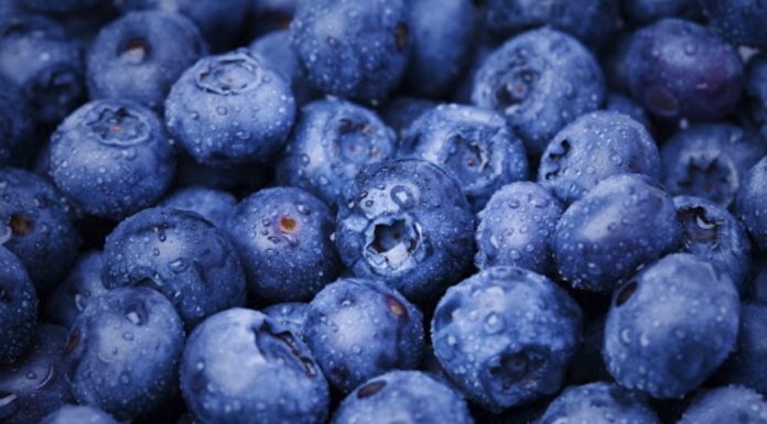 บลูเบอร์รี ผลไม้เล็กที่หัวใจรัก ลดความดัน คุมคอเลสเตอรอล ลดเสี่ยงหัวใจวาย 32%
