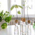 Water Propagation สร้างสวนในบ้านด้วยแก้วน้ำ ดูแลง่าย สะอาด ประหยัดพื้นที่ เทรนด์ใหม่สำหรับคนเมือง