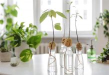 Water Propagation สร้างสวนในบ้านด้วยแก้วน้ำ ดูแลง่าย สะอาด ประหยัดพื้นที่ เทรนด์ใหม่สำหรับคนเมือง