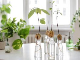 Water Propagation สร้างสวนในบ้านด้วยแก้วน้ำ ดูแลง่าย สะอาด ประหยัดพื้นที่ เทรนด์ใหม่สำหรับคนเมือง