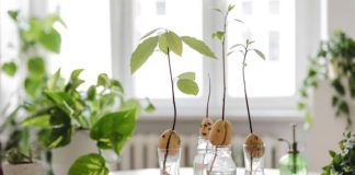 Water Propagation สร้างสวนในบ้านด้วยแก้วน้ำ ดูแลง่าย สะอาด ประหยัดพื้นที่ เทรนด์ใหม่สำหรับคนเมือง