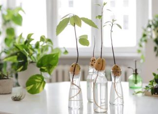 Water Propagation สร้างสวนในบ้านด้วยแก้วน้ำ ดูแลง่าย สะอาด ประหยัดพื้นที่ เทรนด์ใหม่สำหรับคนเมือง