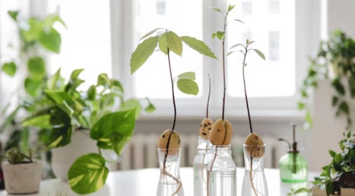 Water Propagation สร้างสวนในบ้านด้วยแก้วน้ำ ดูแลง่าย สะอาด ประหยัดพื้นที่ เทรนด์ใหม่สำหรับคนเมือง